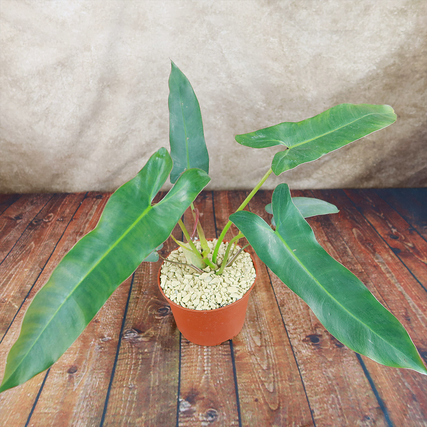 philodendron atabapoense variegata Philodendron atabapoense 6" Pot / Self Watering / Without Pot