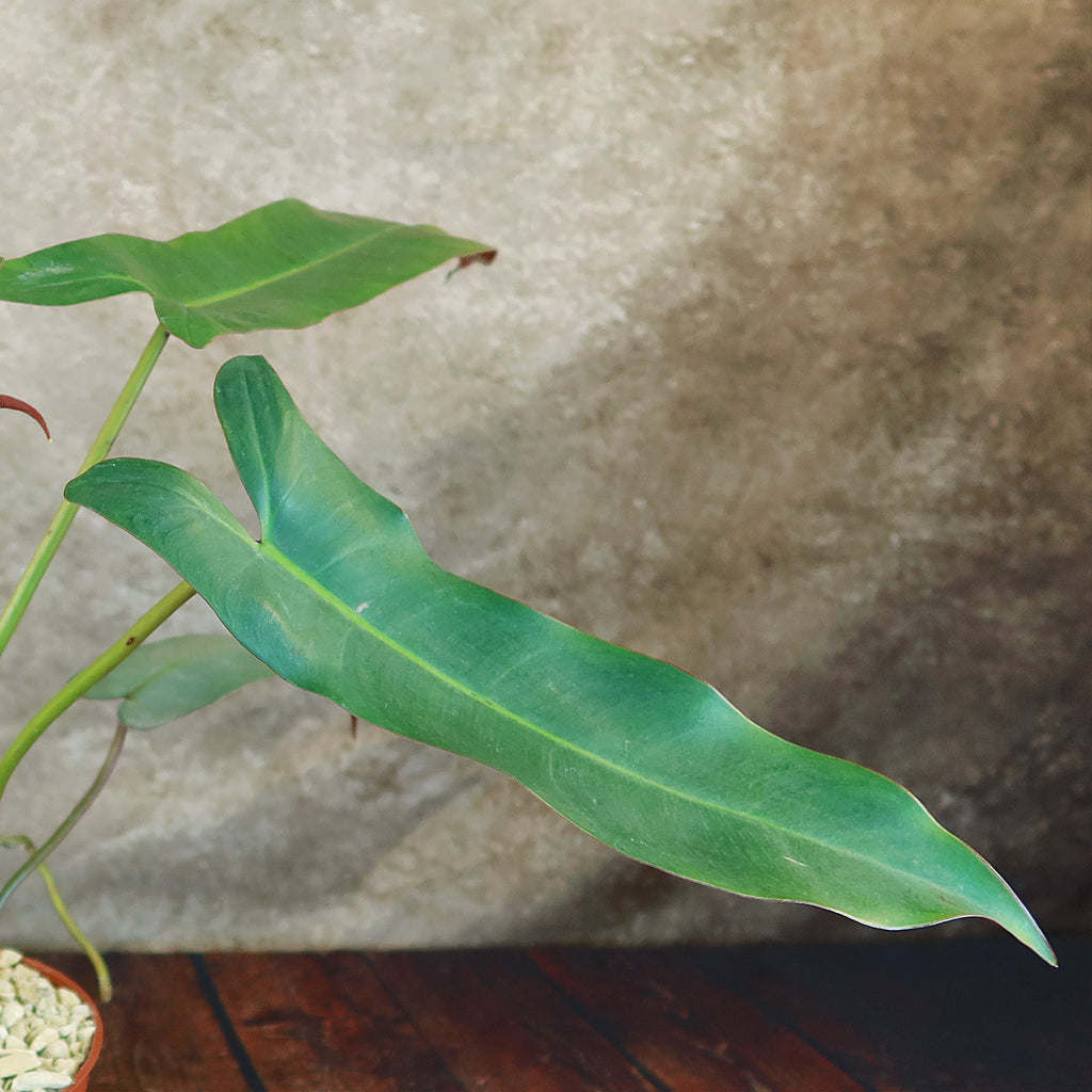 Philodendron atabapoense