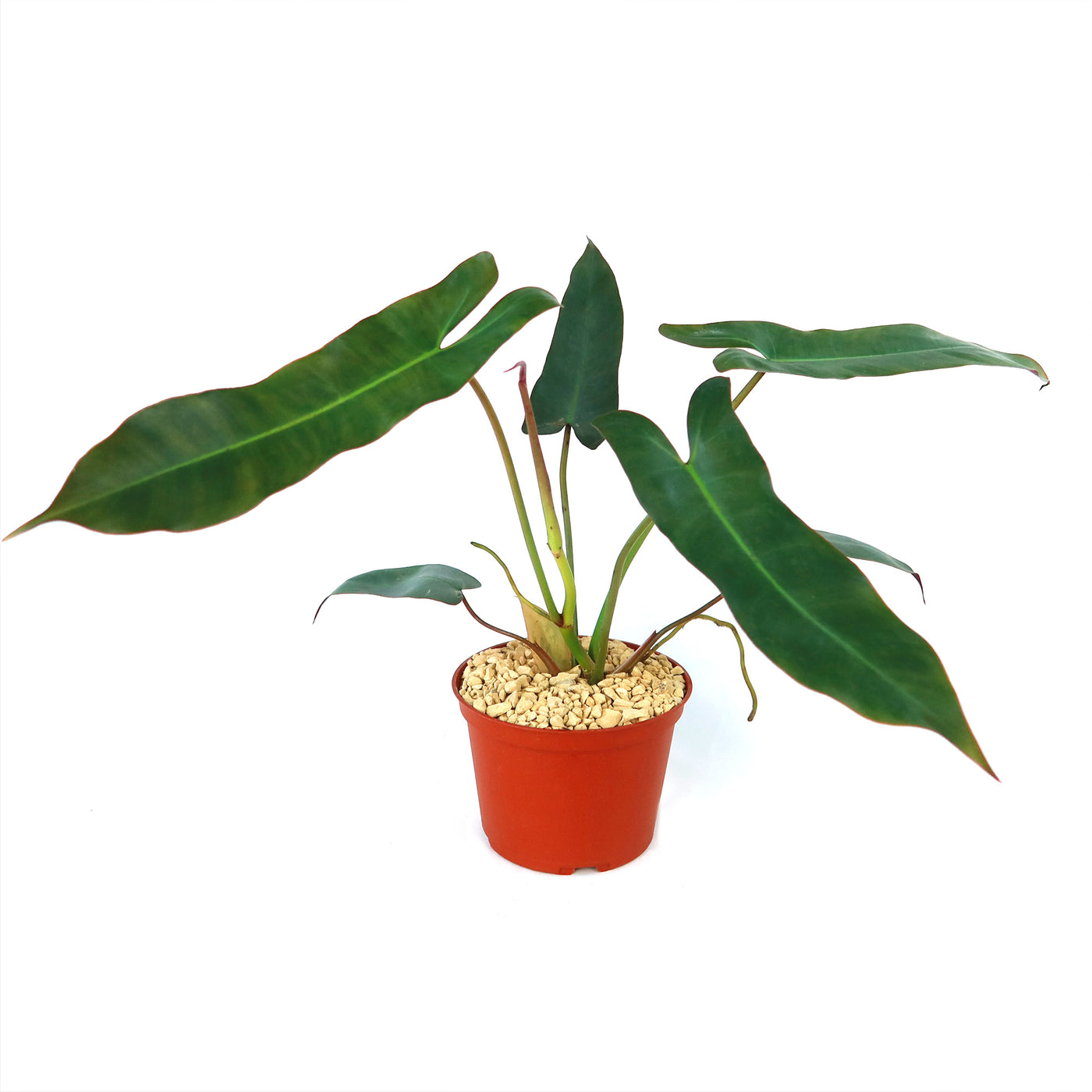 philodendron a Philodendron atabapoense 6" Pot / Self Watering / Without Pot