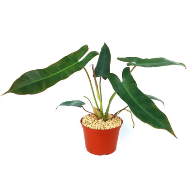 is philodendron a succulent Philodendron atabapoense