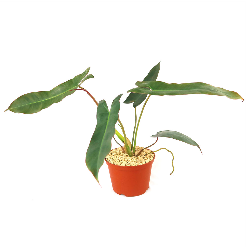 Philodendron atabapoense