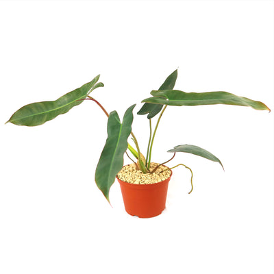 philodendron atabaponese Philodendron atabapoense 6" Pot / Self Watering / Without Pot