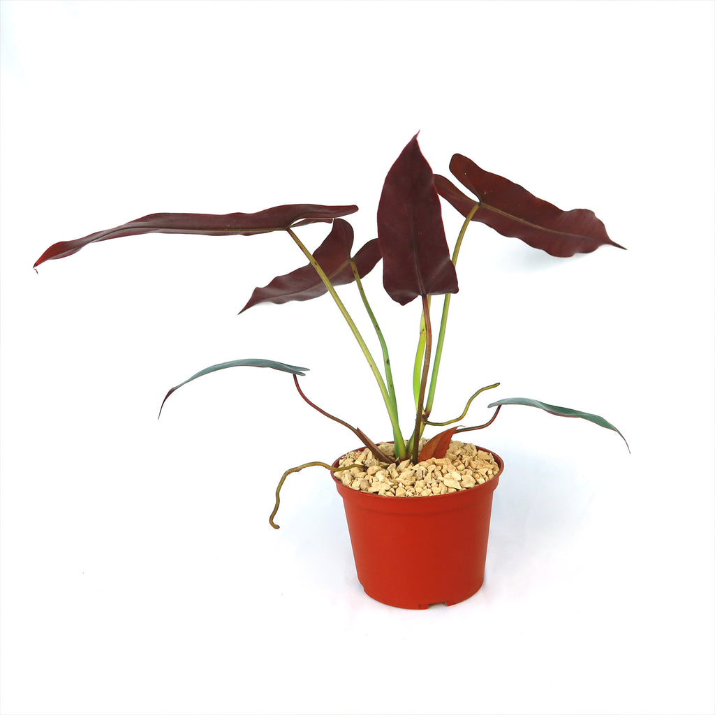 Philodendron atabapoense