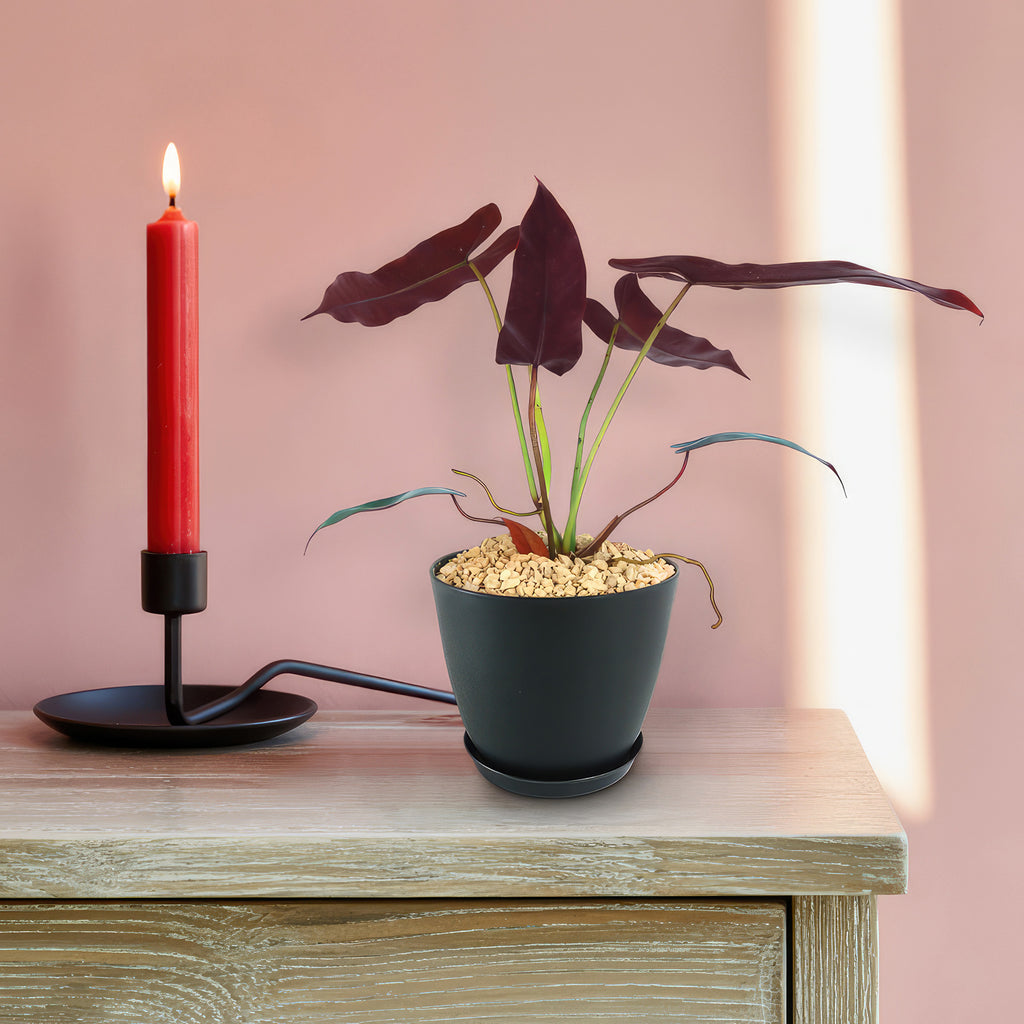 Philodendron atabapoense