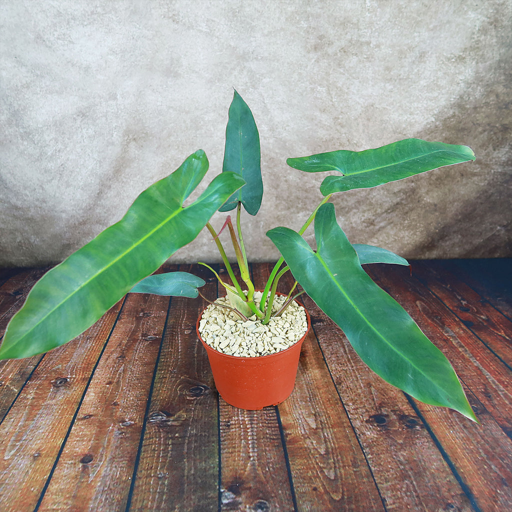 Philodendron atabapoense