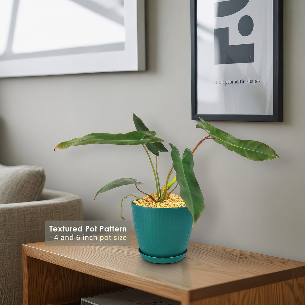 Philodendron atabapoense