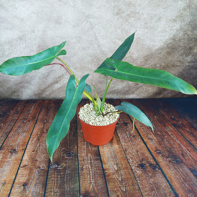 philodendron atabapoense mature Philodendron atabapoense 6" Pot / Self Watering / Without Pot