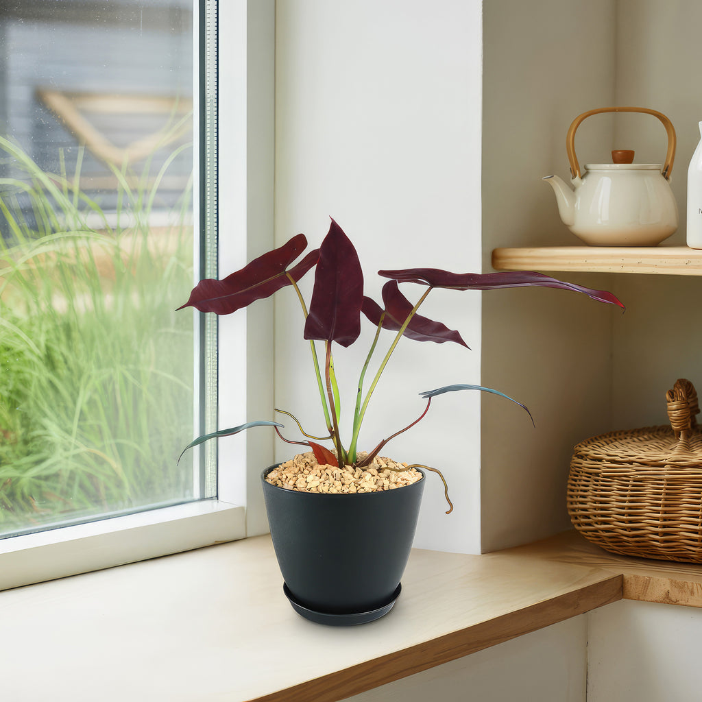 Philodendron atabapoense