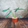 Philodendron atabapoense