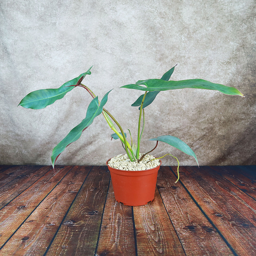 Philodendron atabapoense