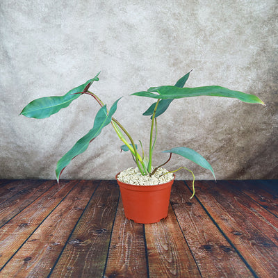Philodendron atabapoense