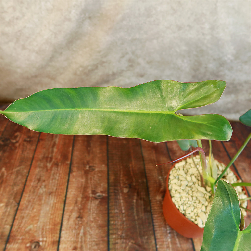 Philodendron atabapoense