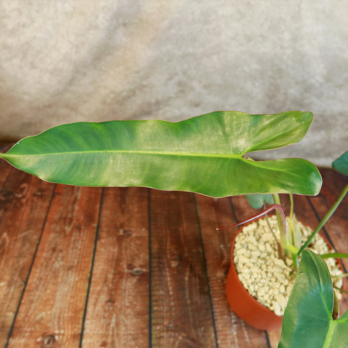 philodendron atabapoense buy Shop 'Philodendron atabapoense' Care & Growing Guide