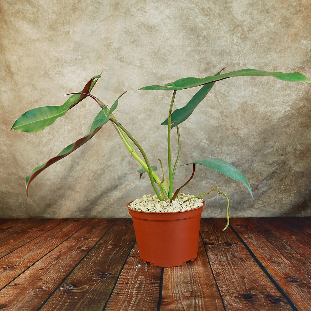 Philodendron atabapoense