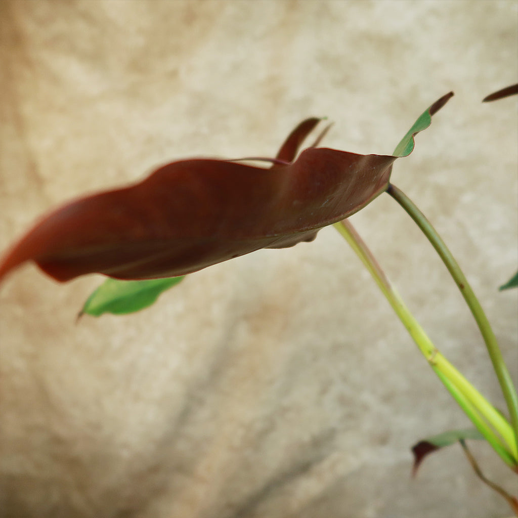 Philodendron atabapoense