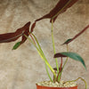 Philodendron atabapoense