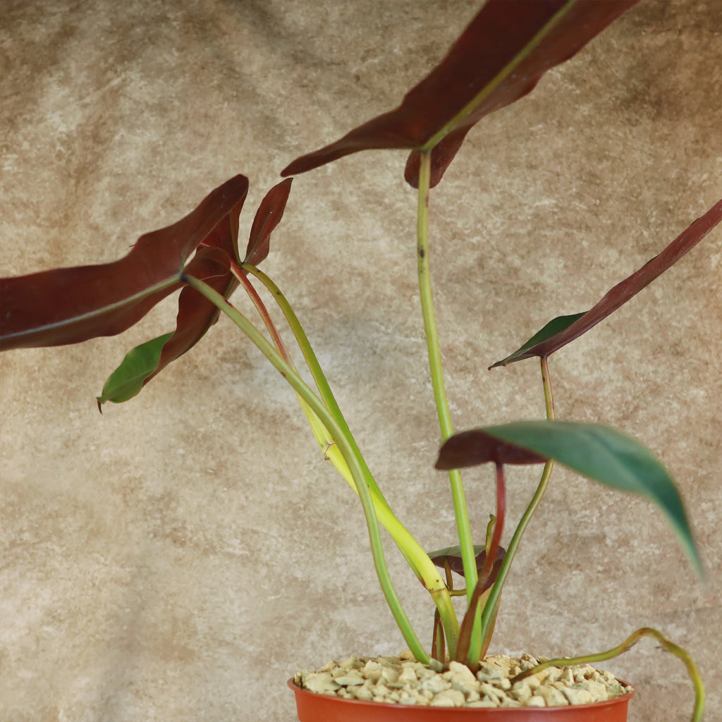 Philodendron atabapoense