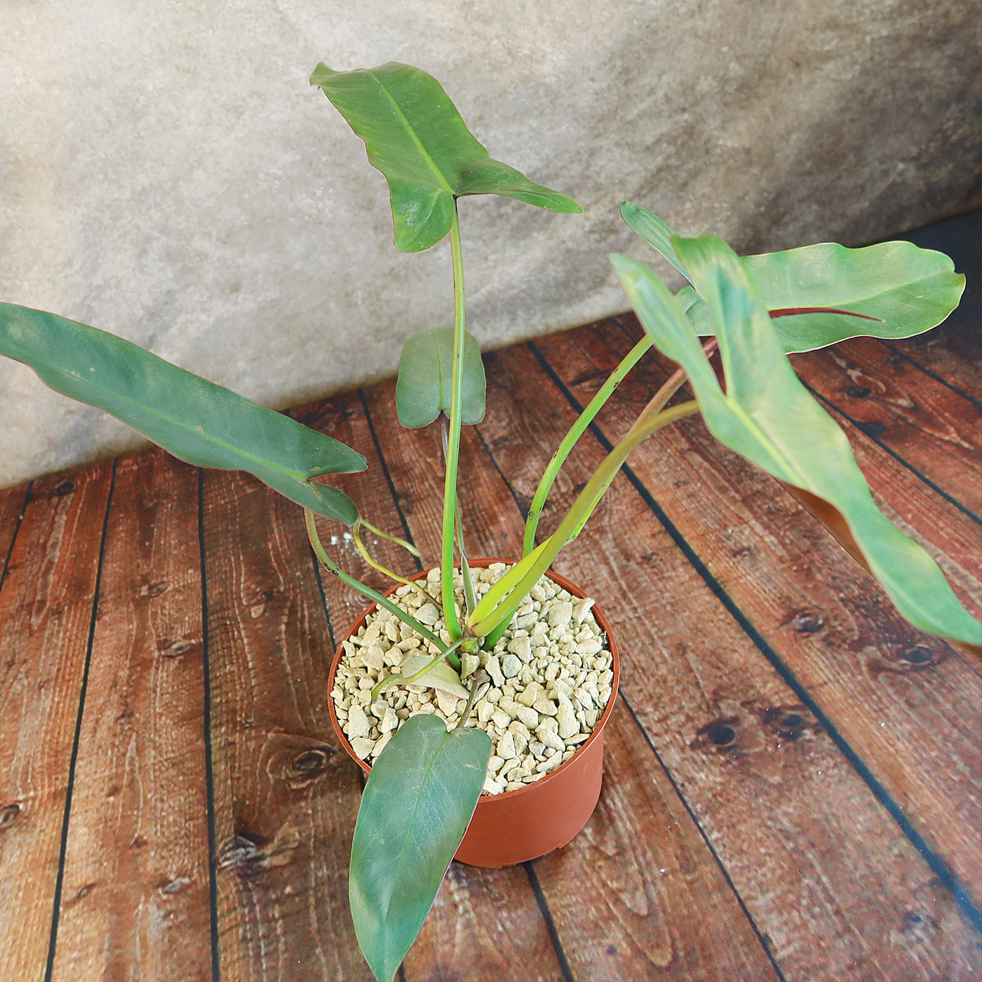 philodendron floor foliage plant Philodendron atabapoense 6" Pot / Self Watering / Without Pot