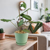 Philodendron atabapoense