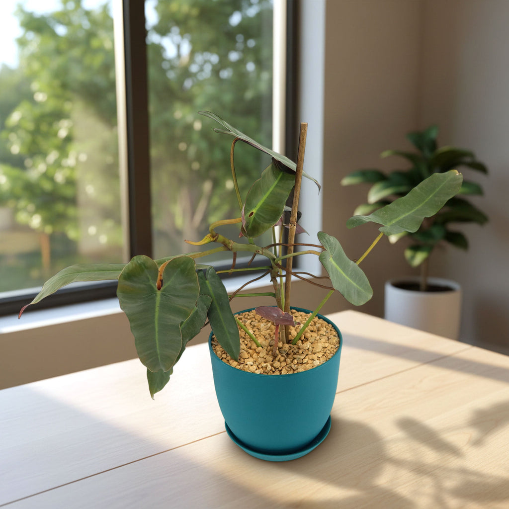 Potted indoor plant with glossy green leaves beside a small Buddha statue