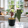 Philodendron atabapoense