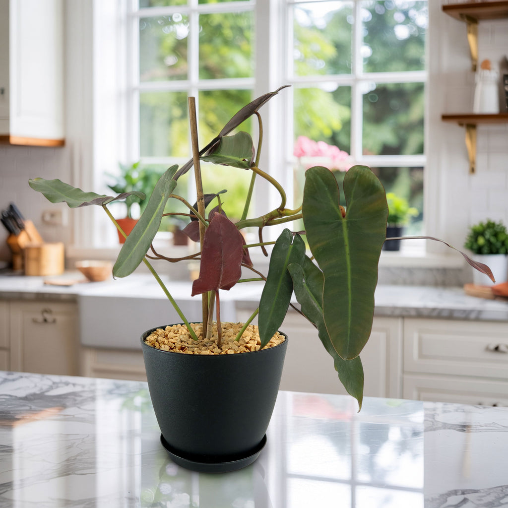 Potted indoor plant with glossy green leaves beside a small Buddha statue