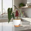 Philodendron atabapoense