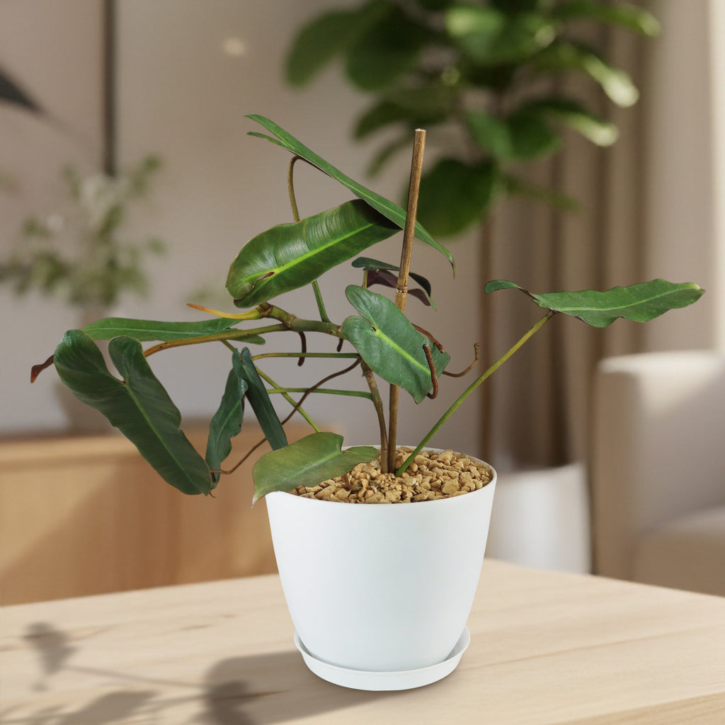 Potted indoor plant with glossy green leaves beside a small Buddha statue