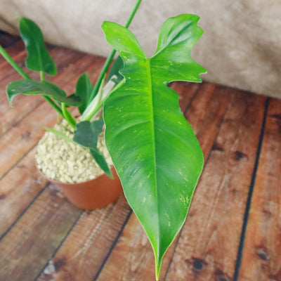 philodendron golden dragon propagation Golden Dragon 'Philodendron'