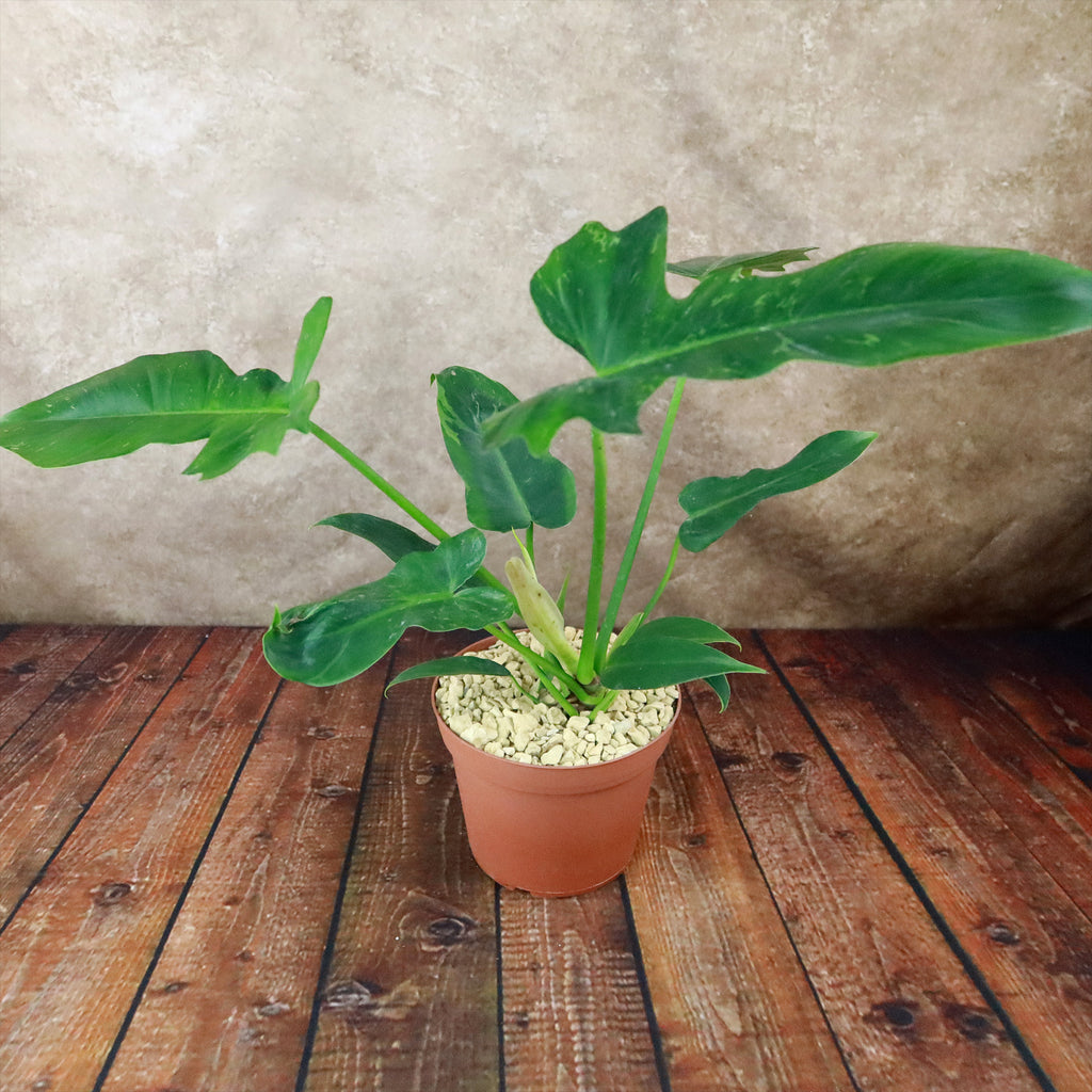 Philodendron Golden Dragon