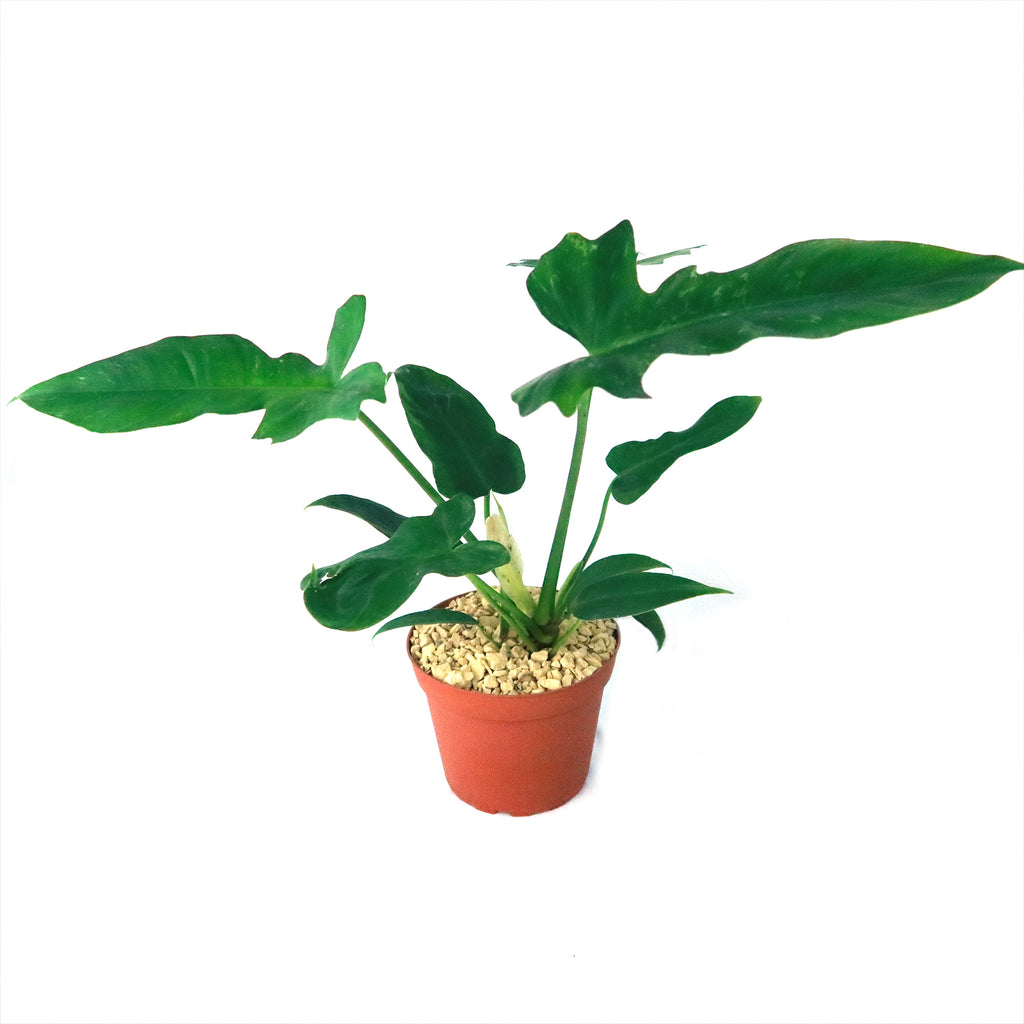 Philodendron Golden Dragon