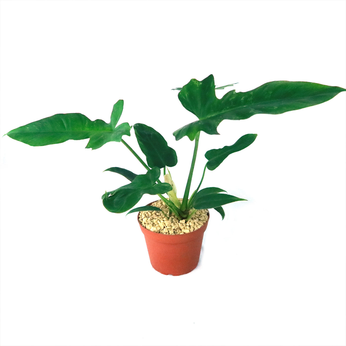 philodendron golden dragon mature Golden Dragon 'Philodendron' 6" Pot / Light Green / Without Pot