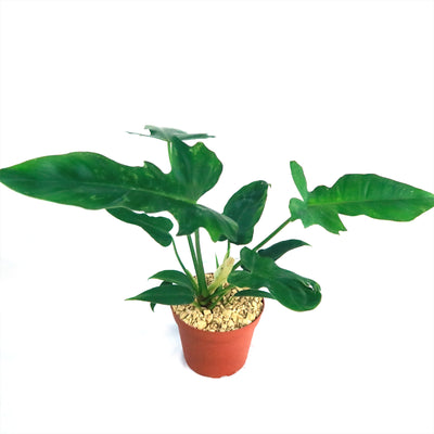 philodendron golden dragon uk Golden Dragon 'Philodendron' 6" Pot / Light Green / Without Pot