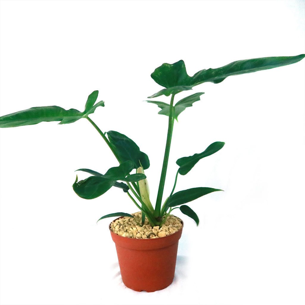 Philodendron Golden Dragon