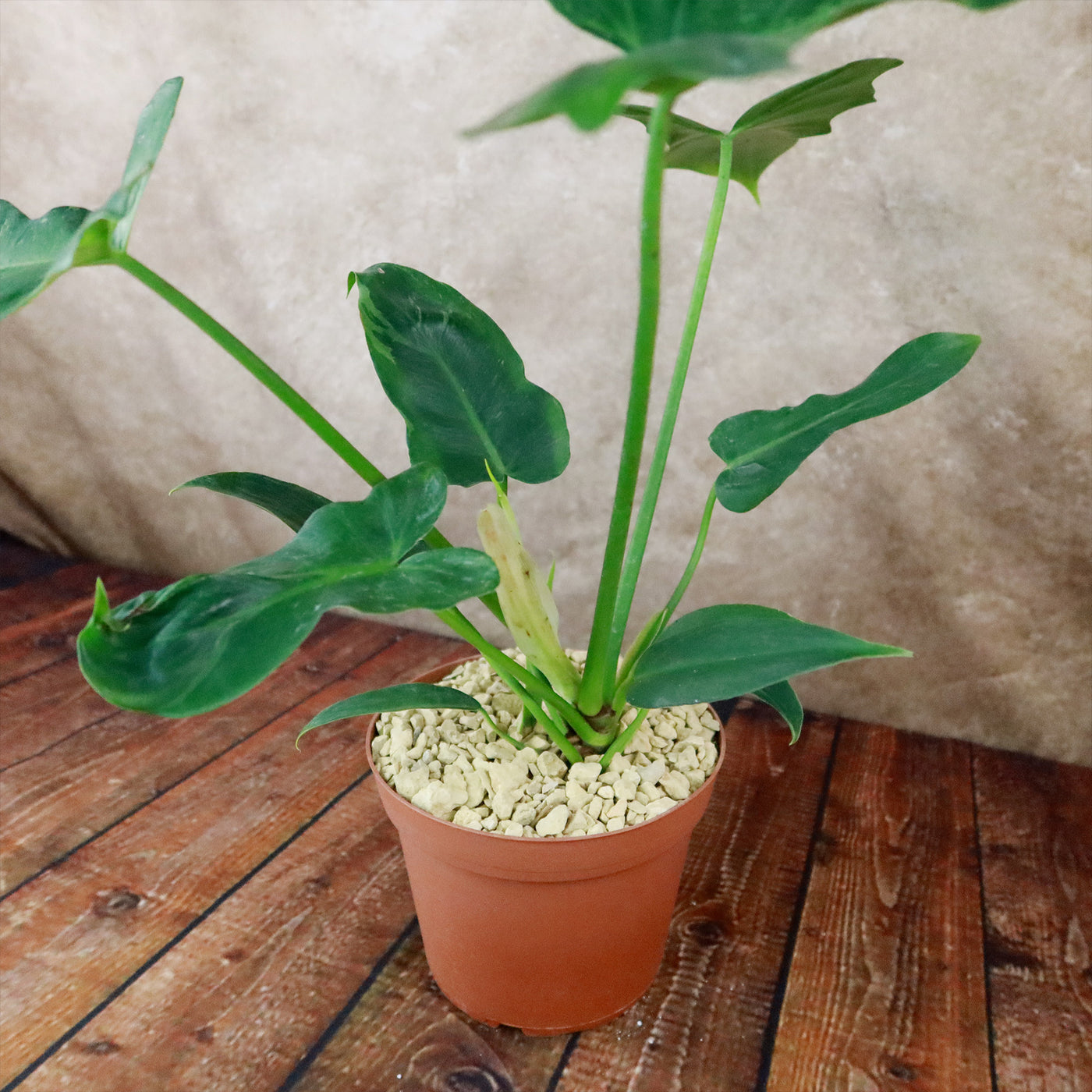 green dragon philodendron care Golden Dragon 'Philodendron' 6" Pot / Light Green / Without Pot