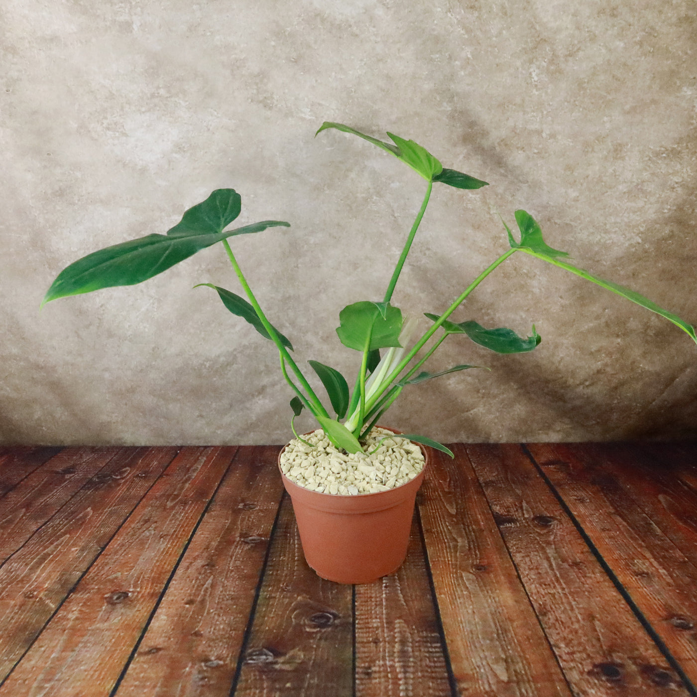 philodendron golden dragon care Golden Dragon 'Philodendron' 6" Pot / Light Green / Without Pot
