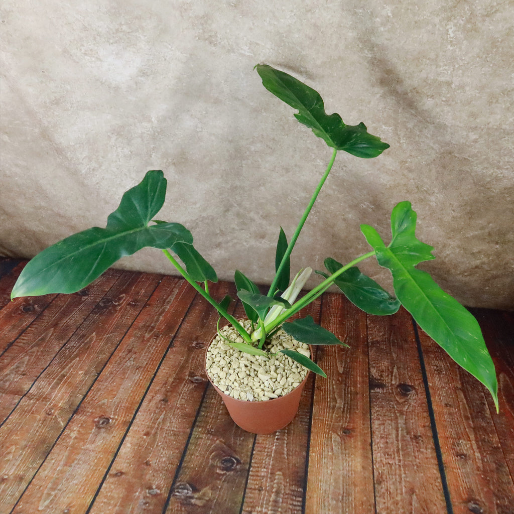 Philodendron Golden Dragon
