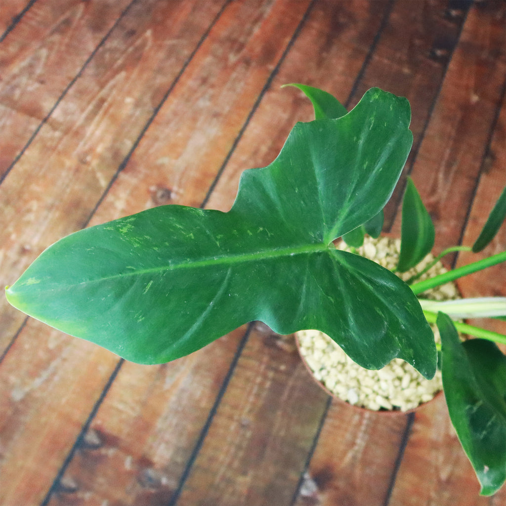 Philodendron Golden Dragon