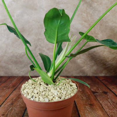 philodendron golden dragon care Golden Dragon 'Philodendron' 6" Pot / Light Green / Without Pot