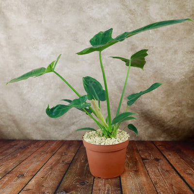 philodendron golden dragon narrow form Golden Dragon 'Philodendron' 6" Pot / Light Green / Without Pot