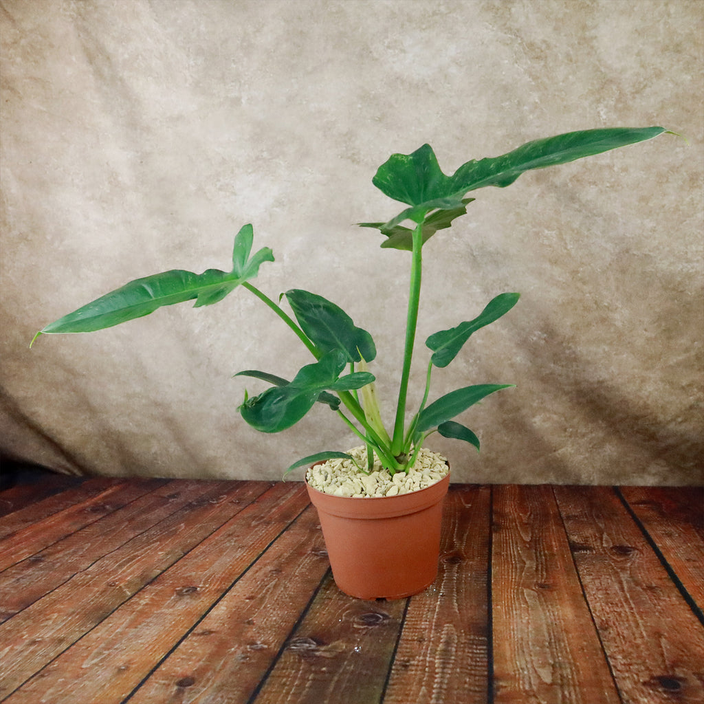 Philodendron Golden Dragon