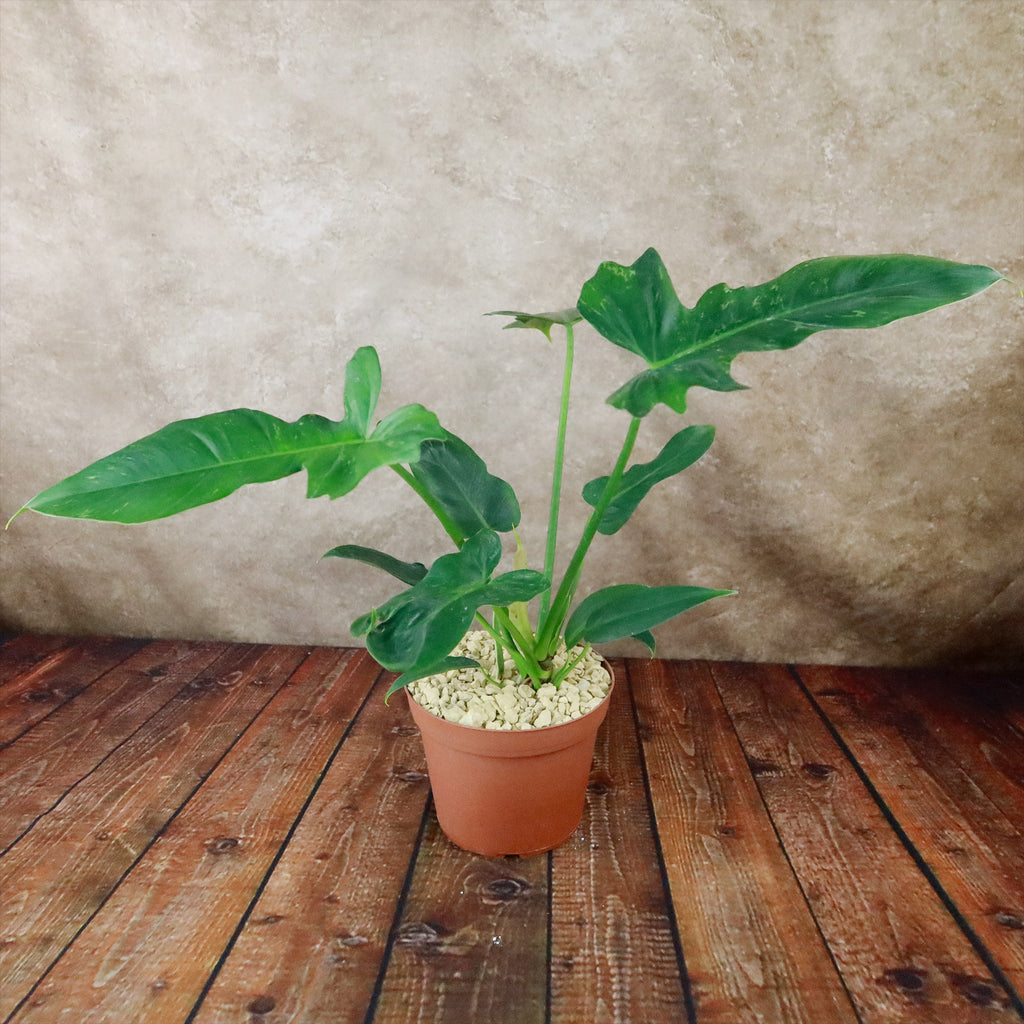 Philodendron Golden Dragon