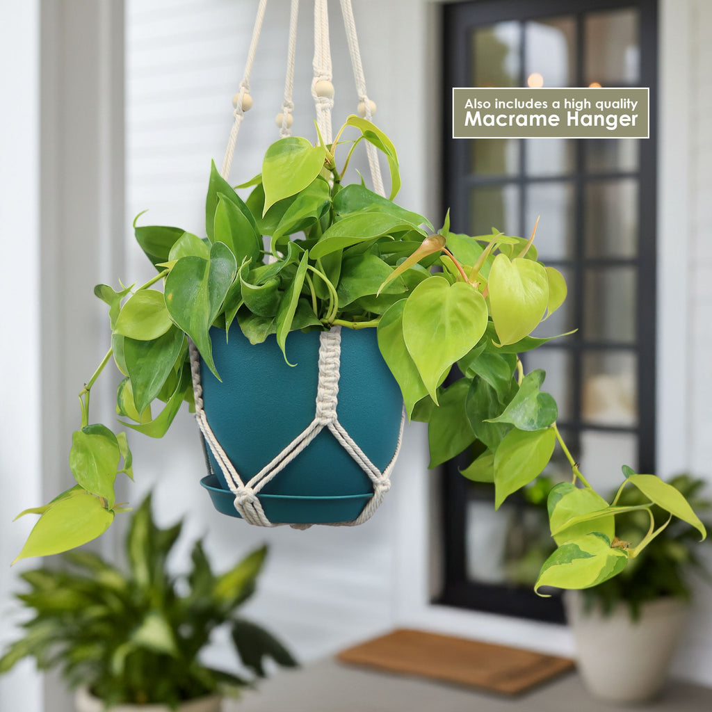 Potted indoor plant with glossy green leaves beside a small Buddha statue