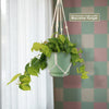 Philodendron ‘brasil’