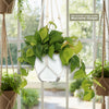 Philodendron ‘brasil’