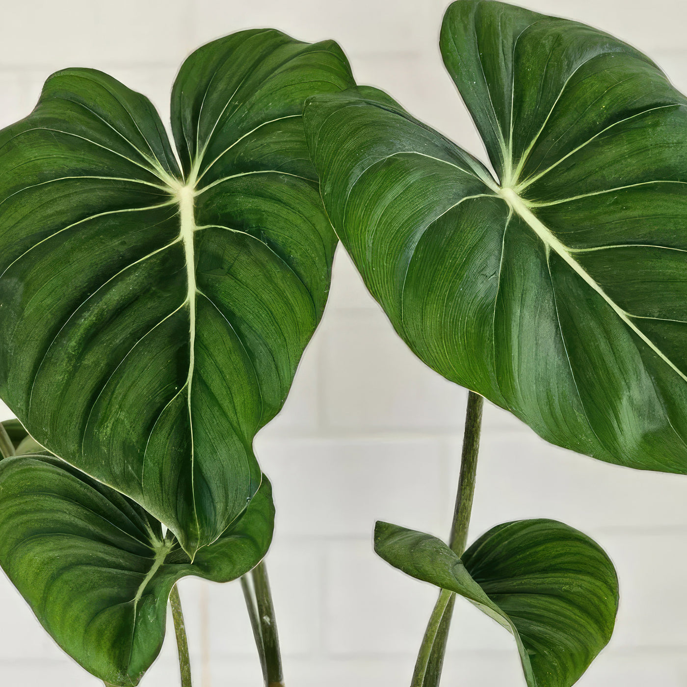 philodendron gloriosum vs mcdowell Philodendron ‘Mcdowell’