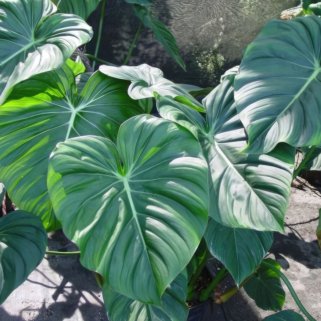 Philodendron ‘Mcdowell’