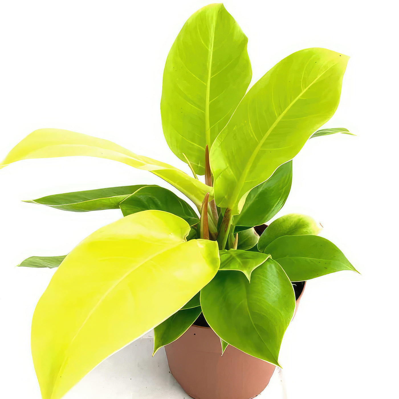 philodendron with yellow leaves Shop 'Philodendron Moonlight Plant' Care & Growing Guide