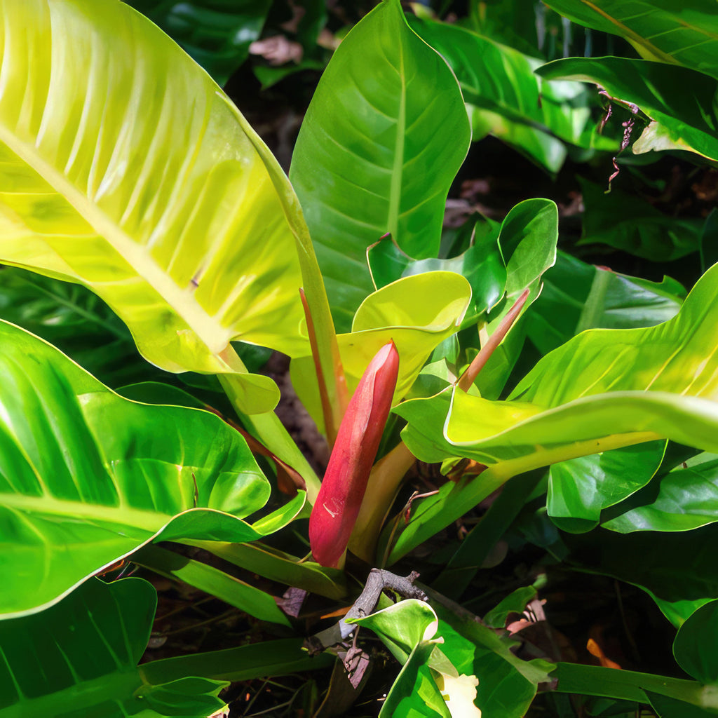 Philodendron Moonlight Plant