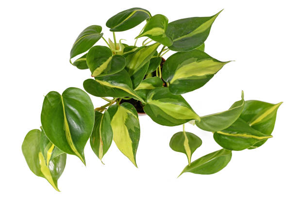 philodendron brasil mature form Philodendron ‘brasil’ 8" Pot / White / Without Pot